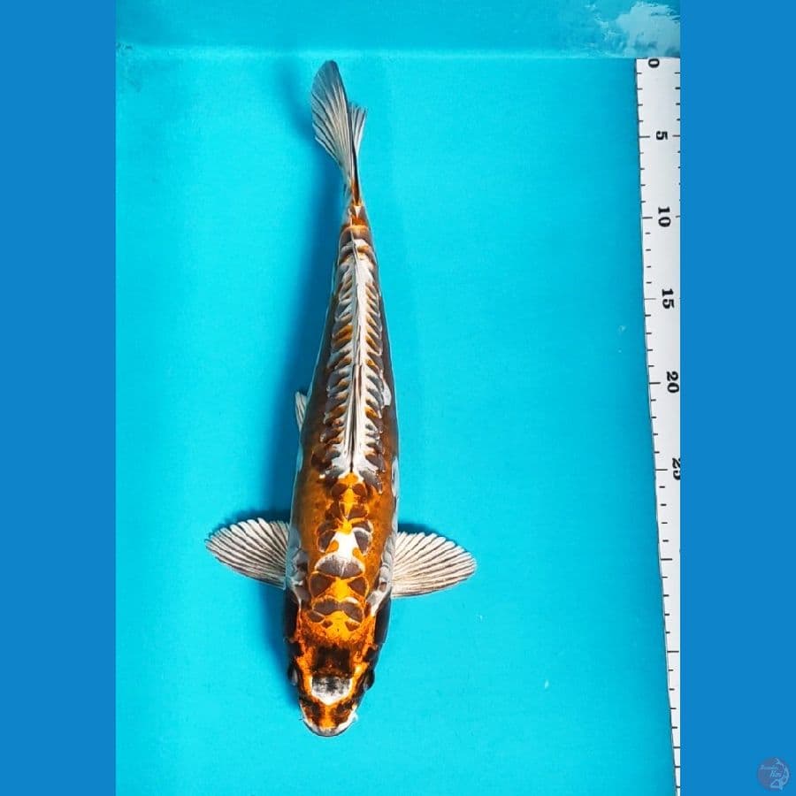 kawarimono 36cm male