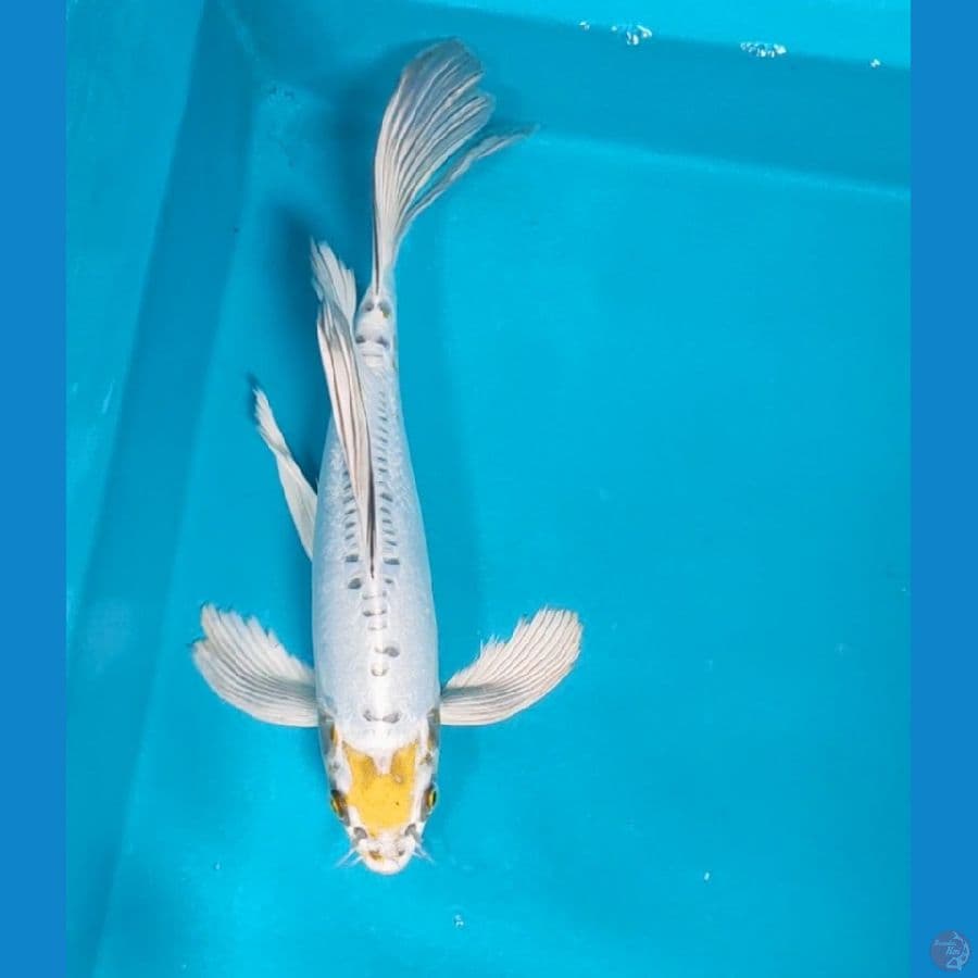 kumpay tc kiko 30cm male