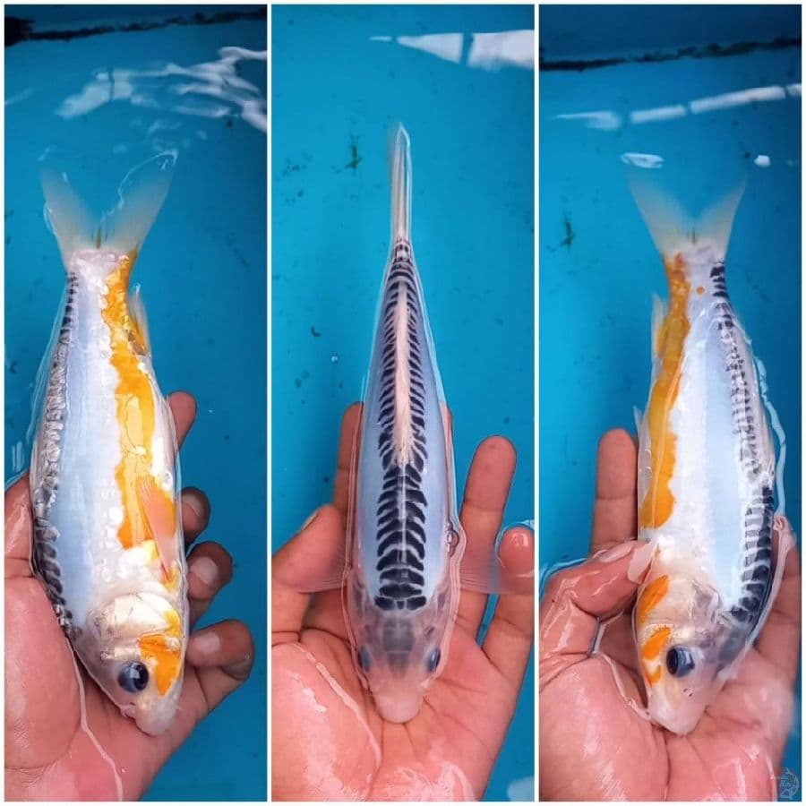 Shushi 24cm male