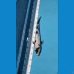 shiro utsuri 38cm jantan