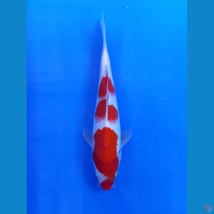 kohaku 25cm