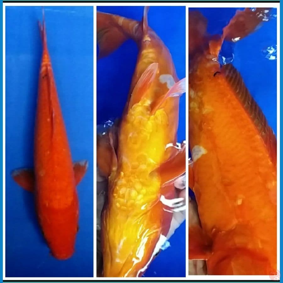 Doits Aka Hajiro ~ 39c, Female.