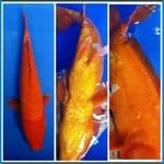 Doits Aka Hajiro ~ 39c, Female.