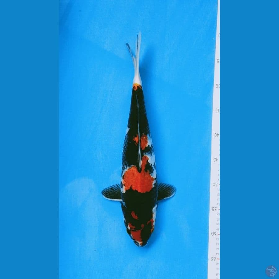 showa 41cm