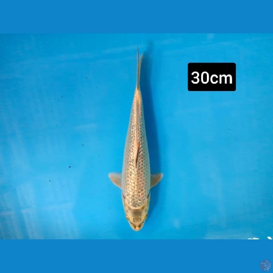 mukasi ginrin 30 cm