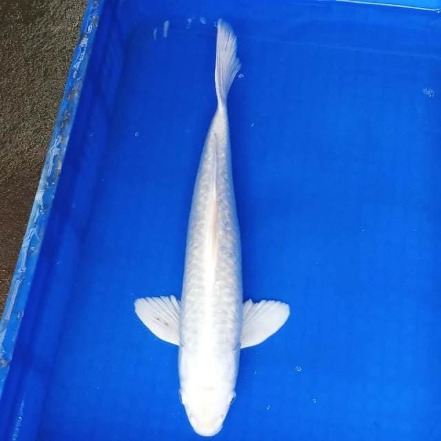 Platinum jantan