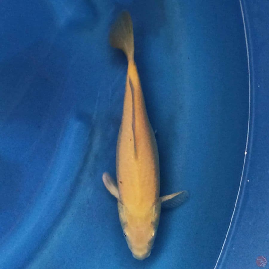 Karashi 29 cm