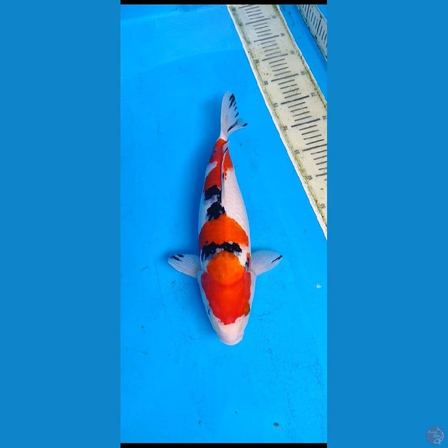 sanke... 39cm