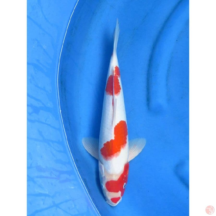 Kohaku Jumbo F1 - 37cm