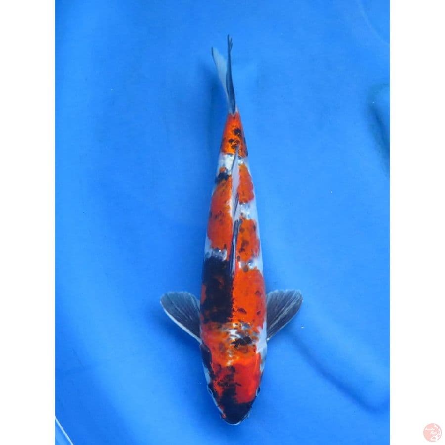 Kin Showa - 34cm