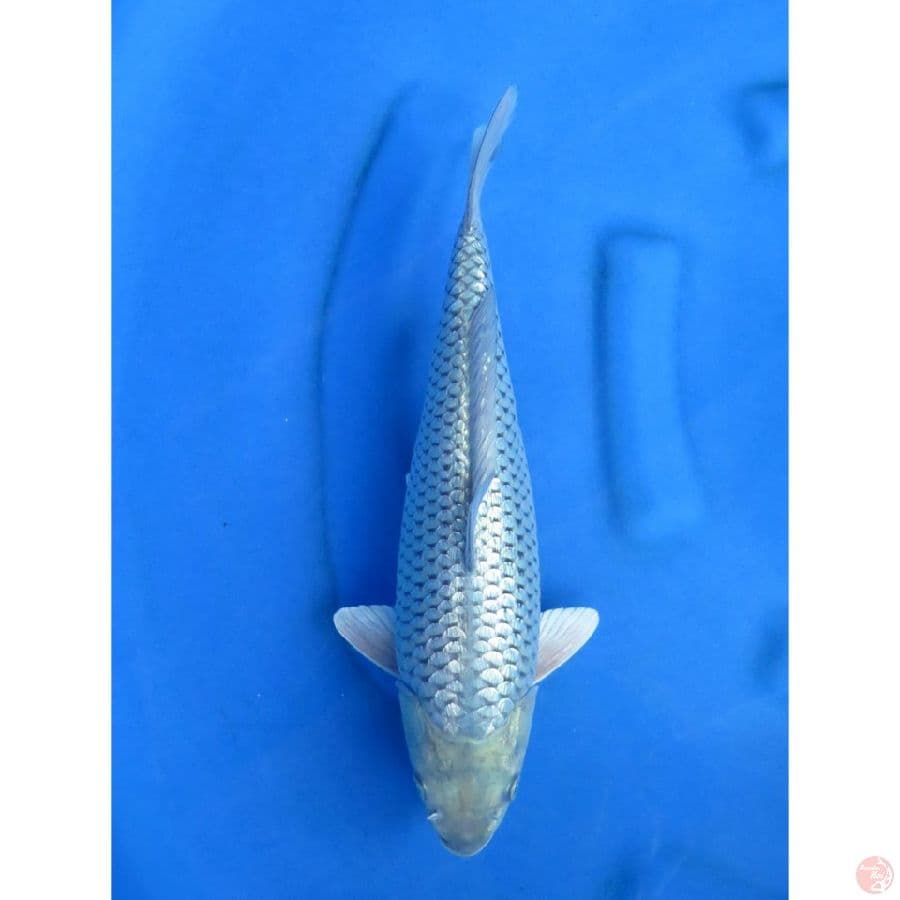Super Ginrin - 34cm