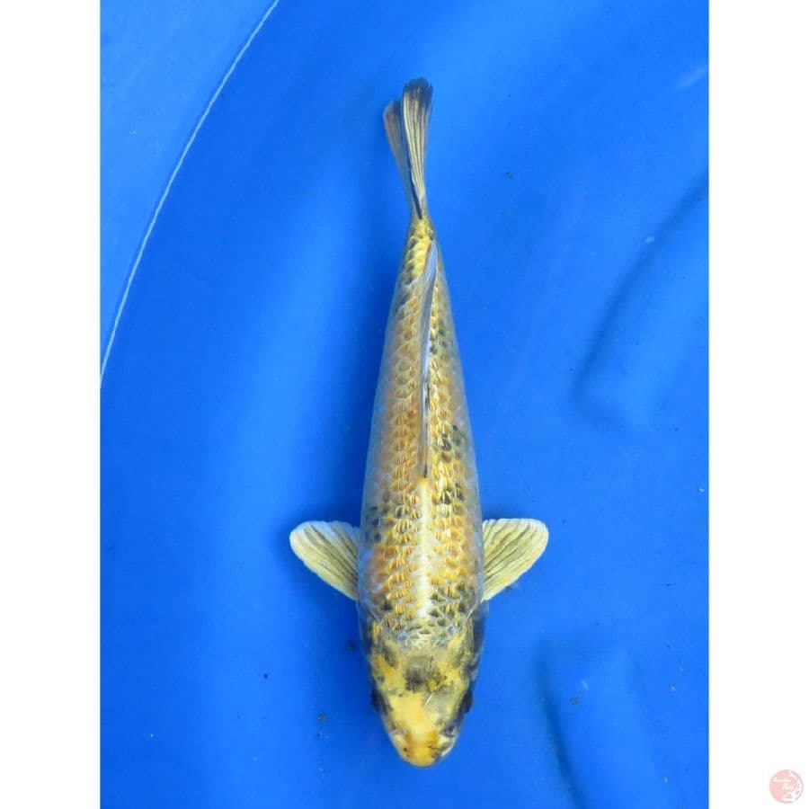 Kin Ki Utsuri - 33cm