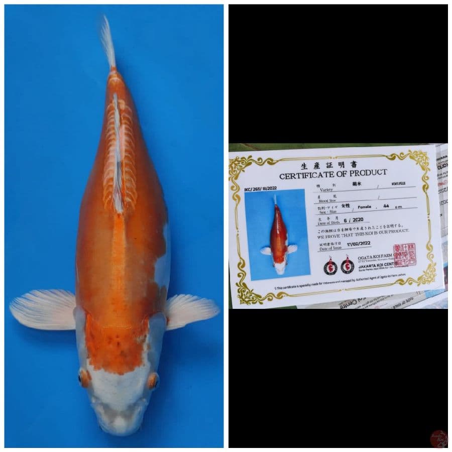 Ogata Jumbo Kikushui