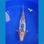Shusui 41 Cm