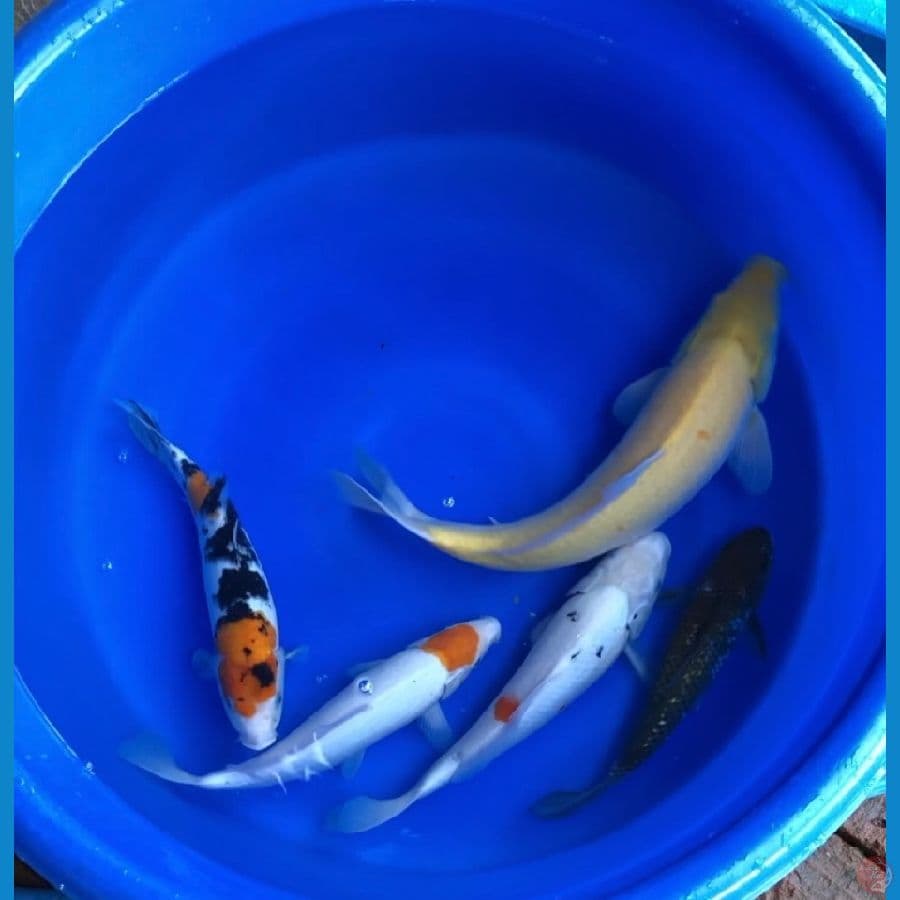 paket mix 5 ekor