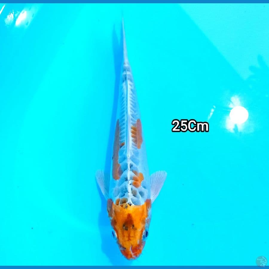 KIKOKURYU 25Cm