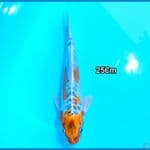 KIKOKURYU 25Cm
