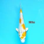 Kujaku doitsu 23cm