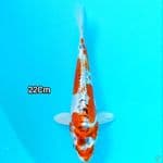 Inazuma kujaku doitsu 22Cm
