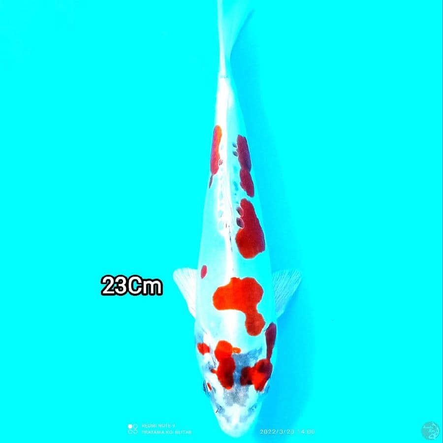 Red Kujaku doitsu 23Cm