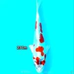Red Kujaku doitsu 23Cm