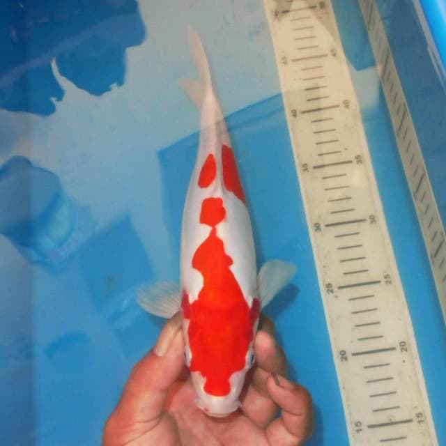 ABSTRAK KOHAKU