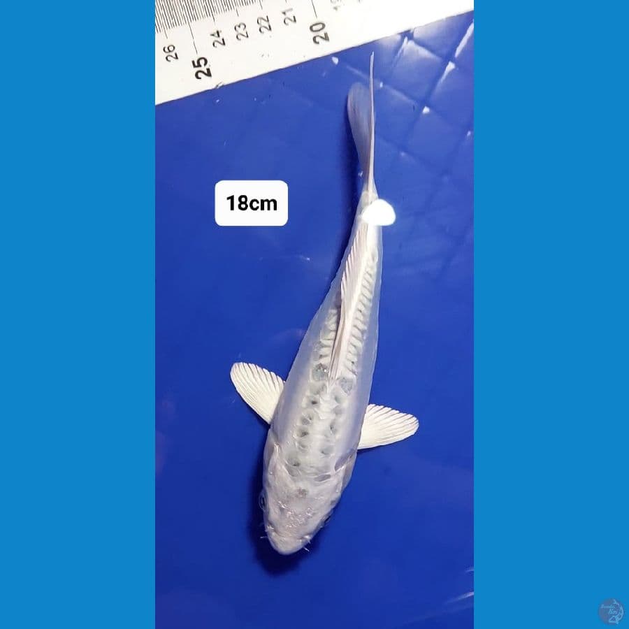 Doitsu Matsuba 18cm