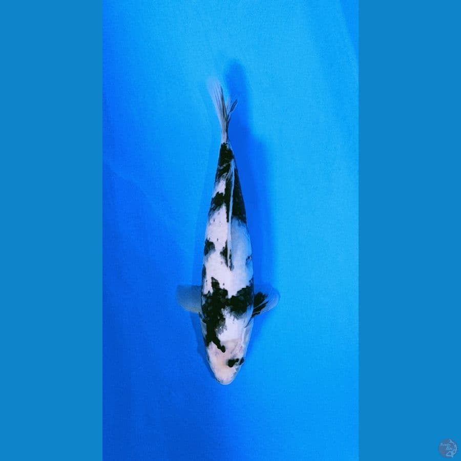 siro 32cm