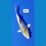 Hariwake Doitsu 22cm