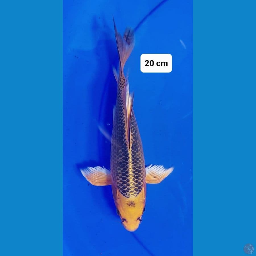 KUMPAY OGON 20 cm