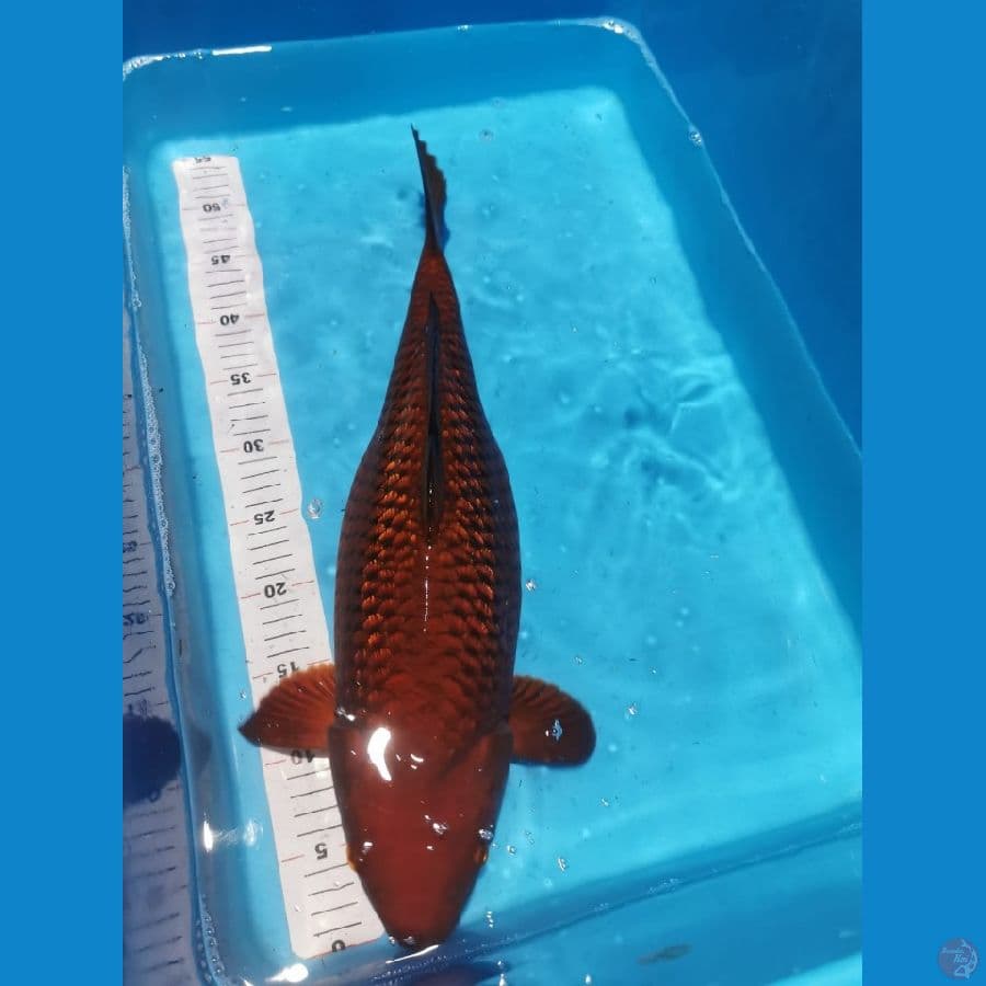Chagoi tembaga Ginrin 50 cm
