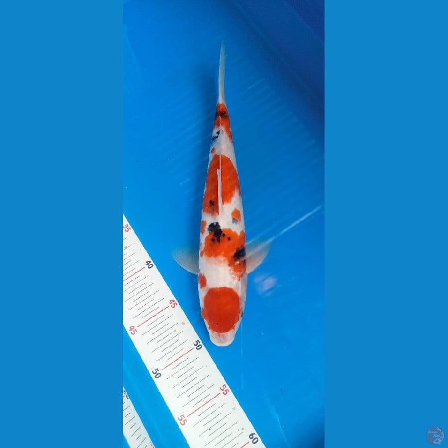 Sanke 34cm Jantan