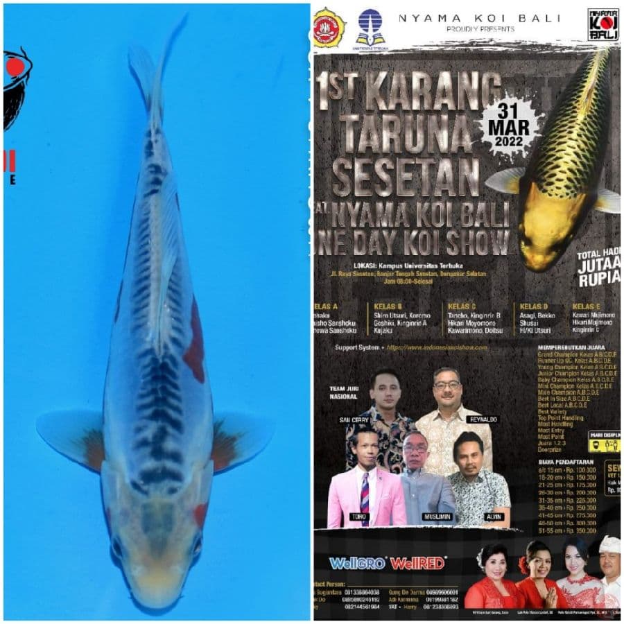 Shusui 20cm, Ready Bali Koi Show