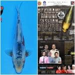 Shusui 20cm, Ready Bali Koi Show