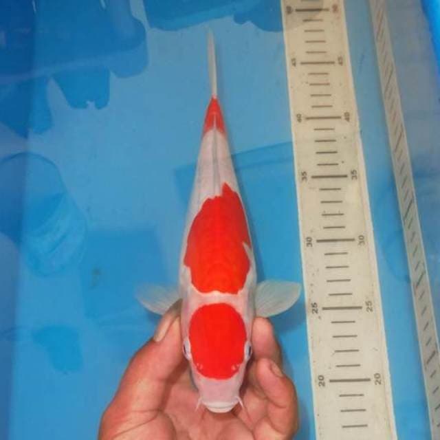 MARUTEN KOHAKU SANDAN