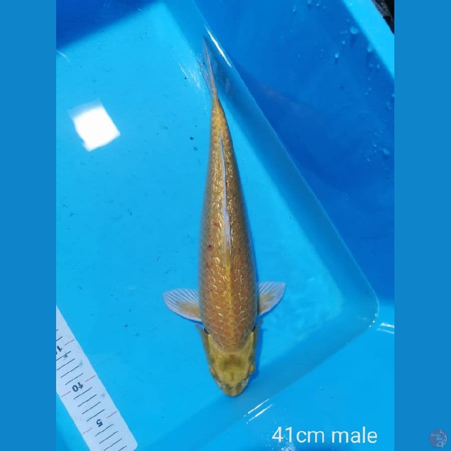 Yamabuki ogon ginrin 41 cm