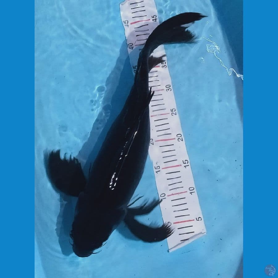 kumpay karasu 50 cm