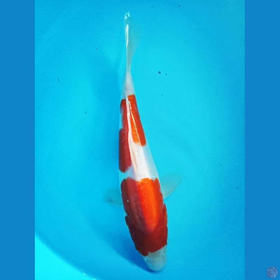 Doitsu Kohaku red strong 22 cm