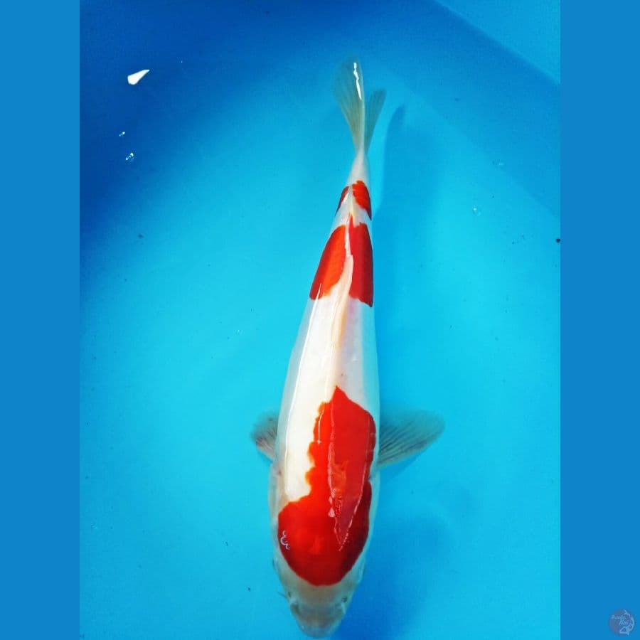 Doitsu Kohaku Red strong 25 cm