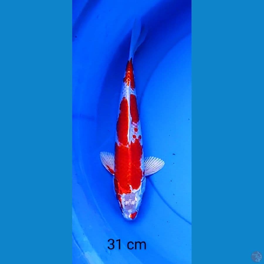 kujaku merah 31 cm