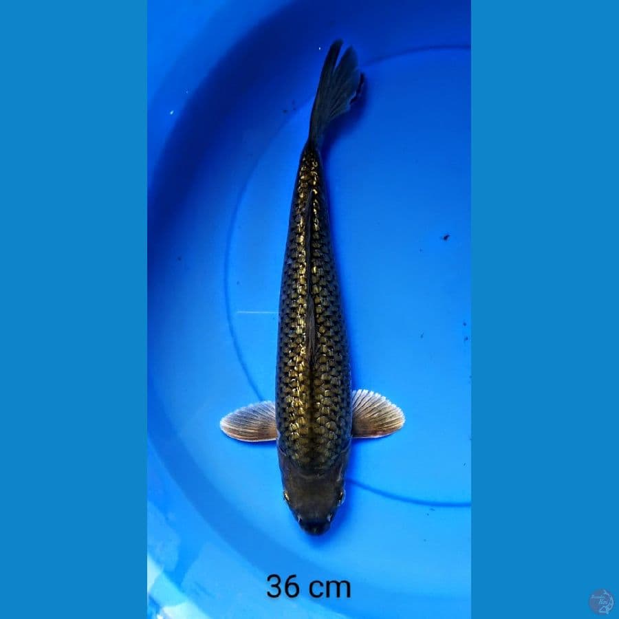 chagoi ginrin punuk jumbo 36 cm