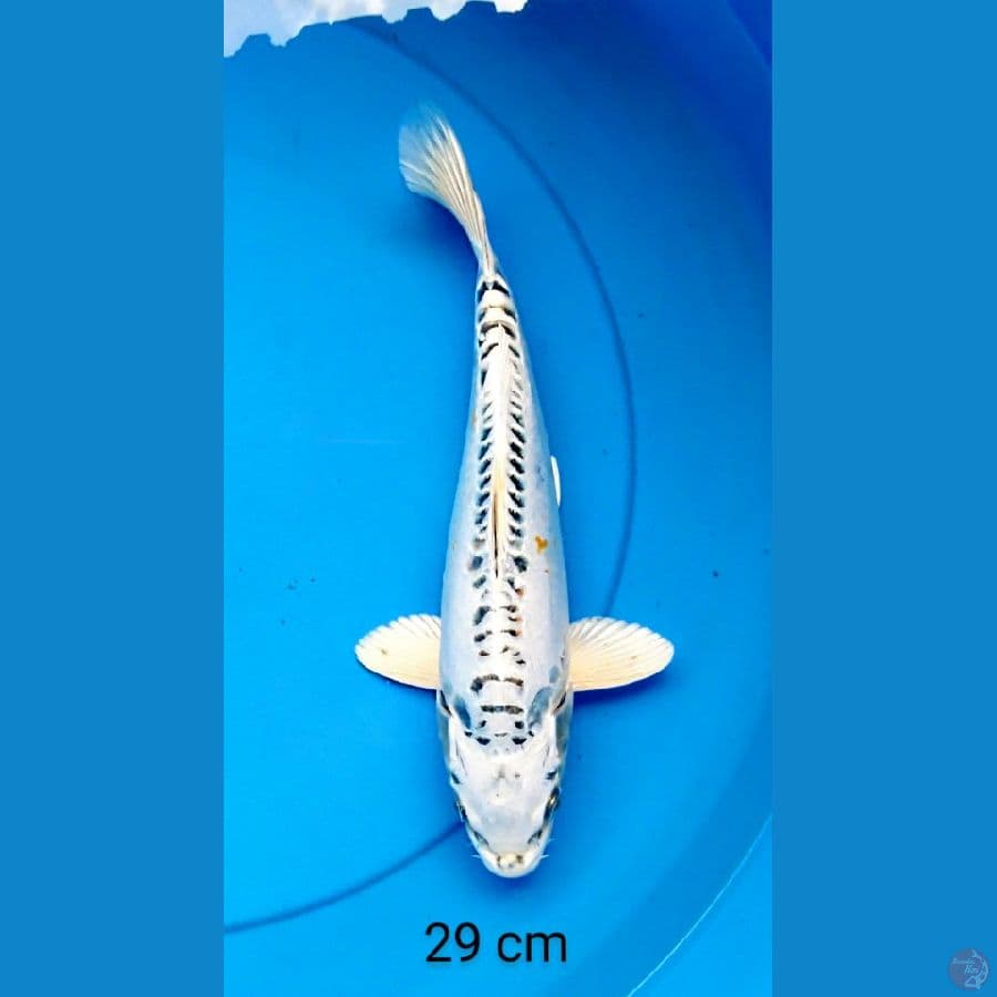 kiko salju 29 cm
