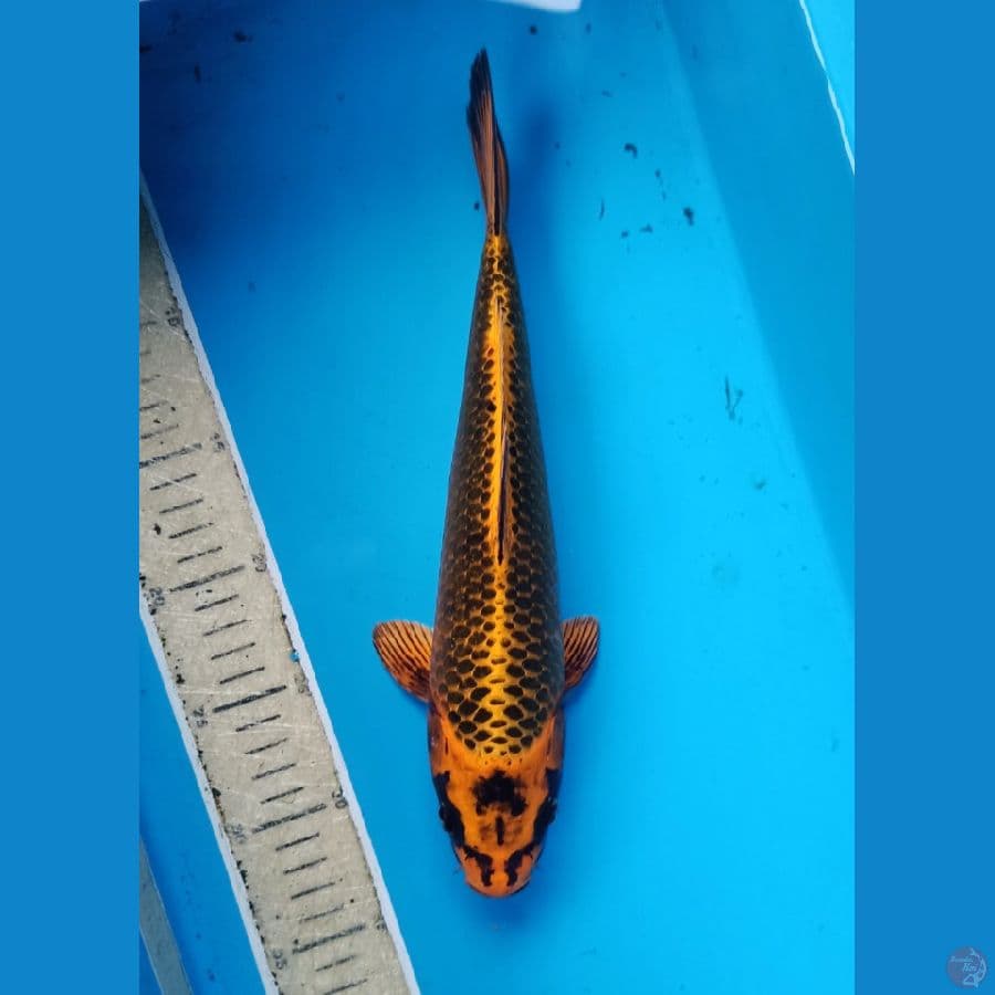 kin matsuba jaring timbul 30cm
