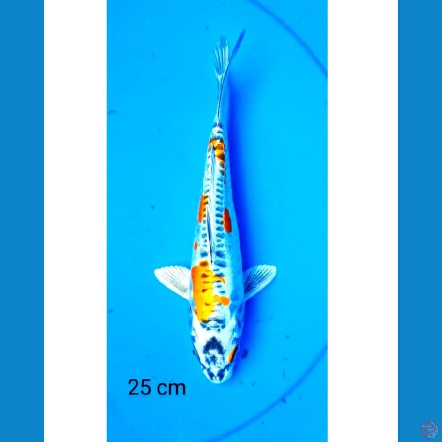 Kiko 25 cm