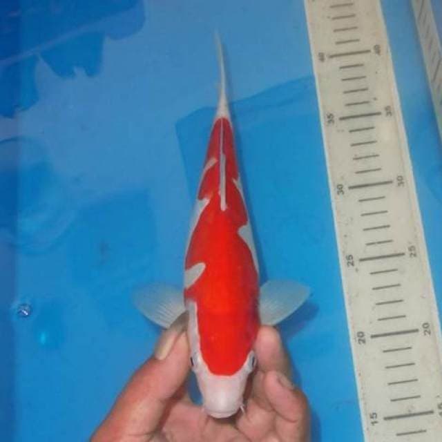 INAZUMA KOHAKU FLASH