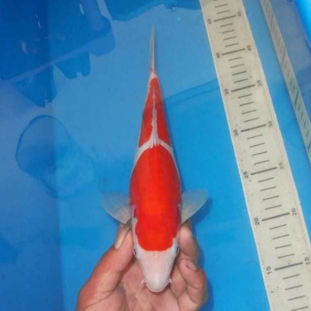 LUMA NIDAN KOHAKU