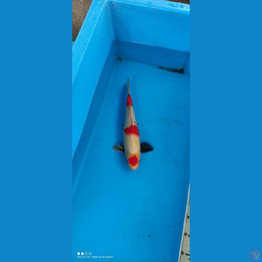 showa maroten 35cm 