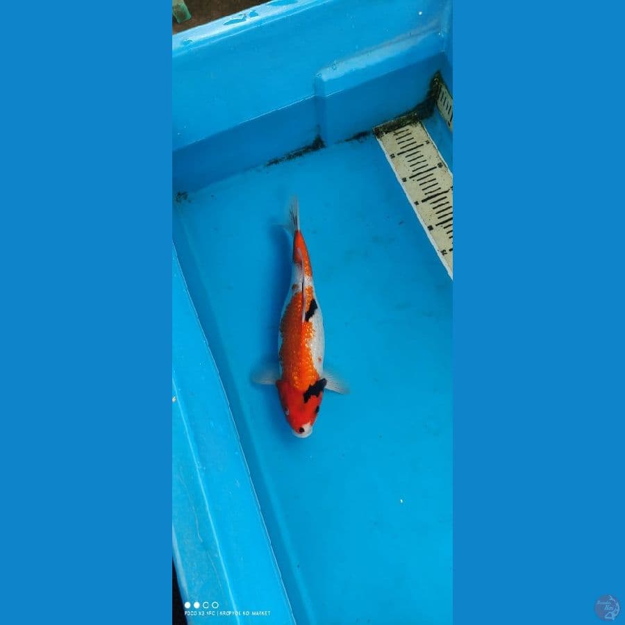utsuri 37 cm