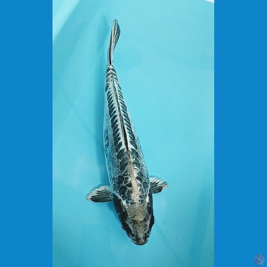 Antikan 39Cm - Male