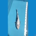 shiro 36cm fm